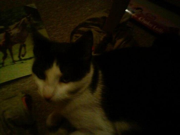 Huskat sasha billede 5