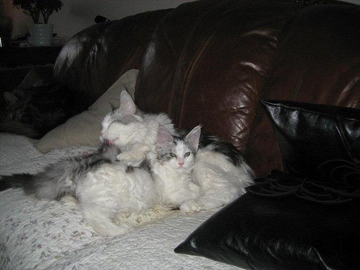 Maine Coon UniqueCoon`s Santa Rose billede 1