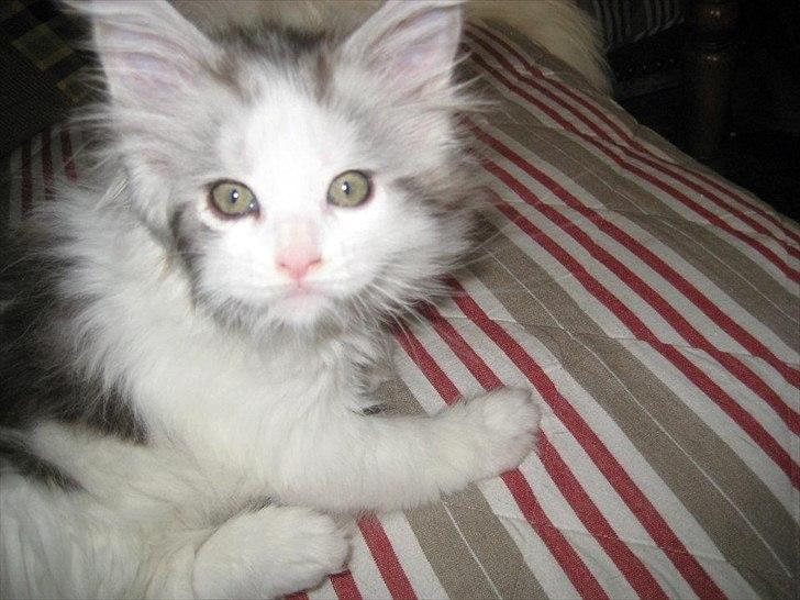 Maine Coon UniqueCoon`s Santa Rose billede 2