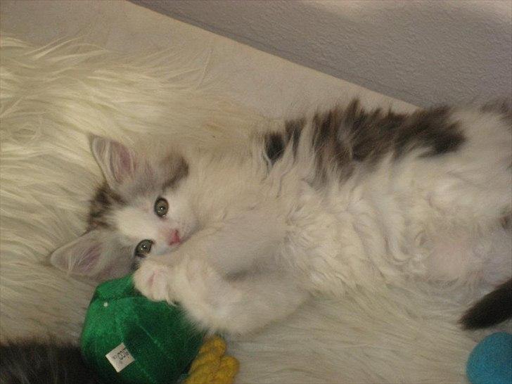 Maine Coon UniqueCoon`s Santa Rose billede 3