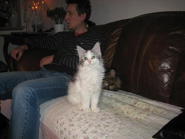 Maine Coon UniqueCoon`s Santa Rose billede 4