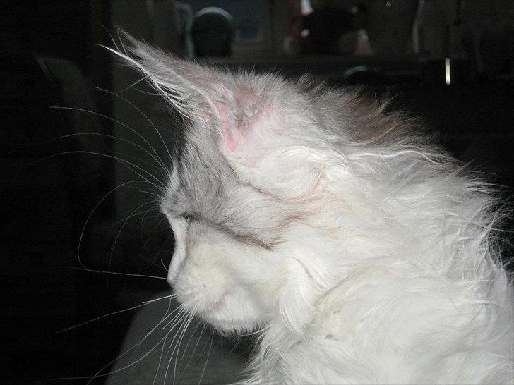 Maine Coon UniqueCoon`s Santa Rose billede 5