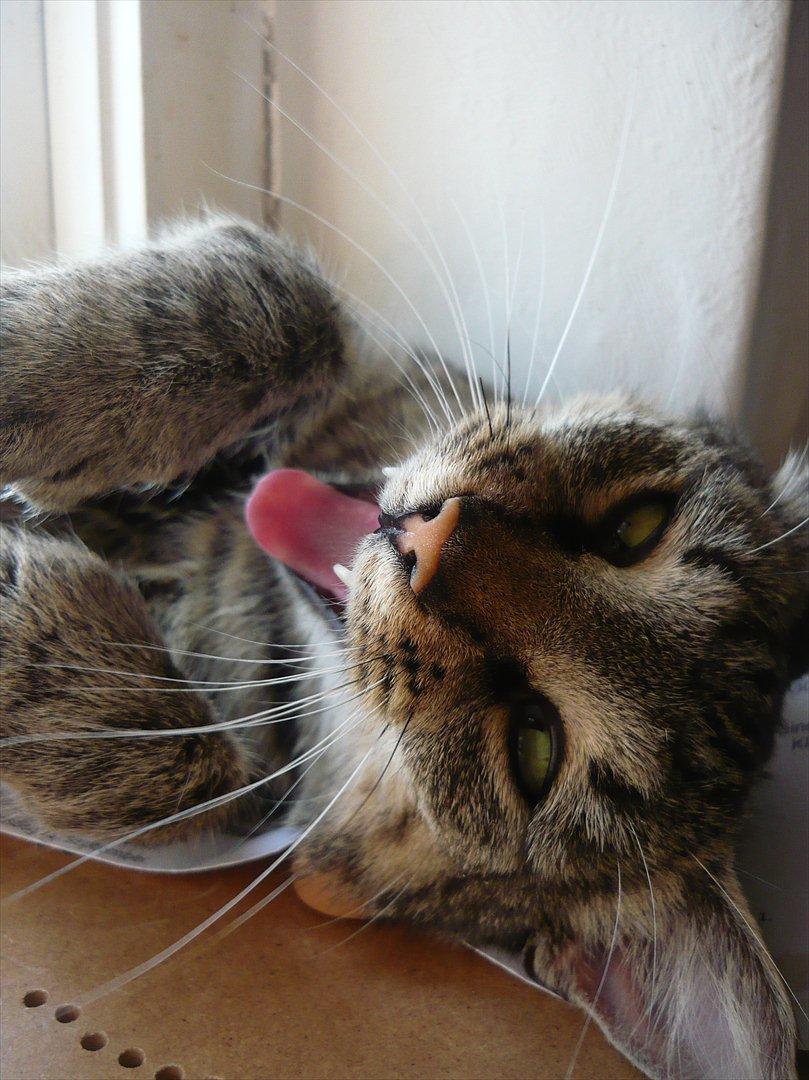 Huskat |Miranda billede 17