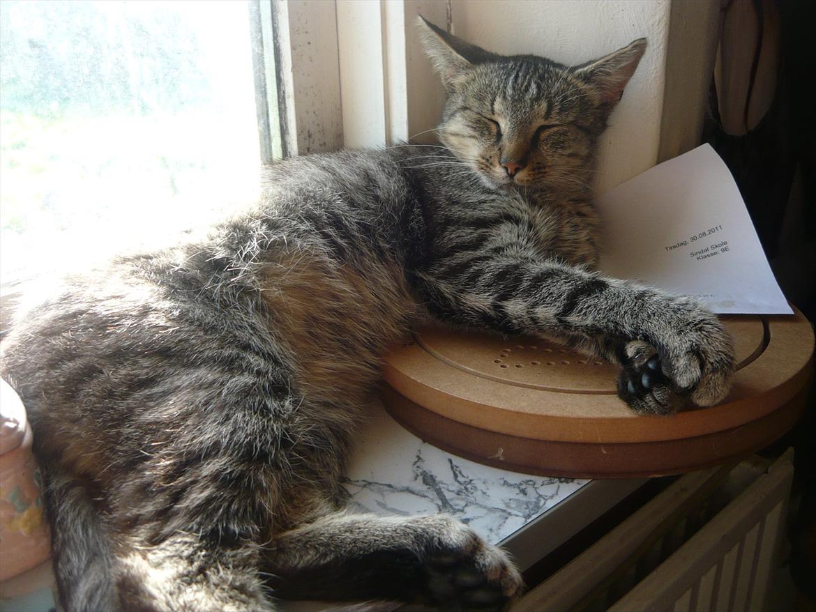 Huskat |Miranda billede 18