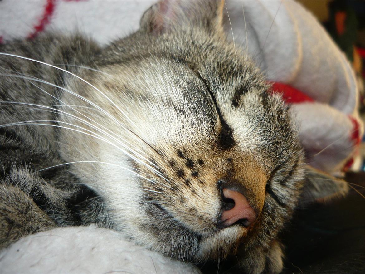 Huskat |Miranda billede 1