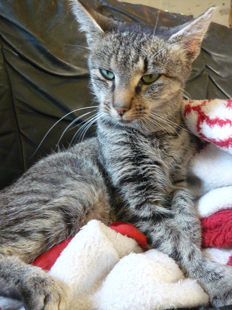 Huskat |Miranda billede 19