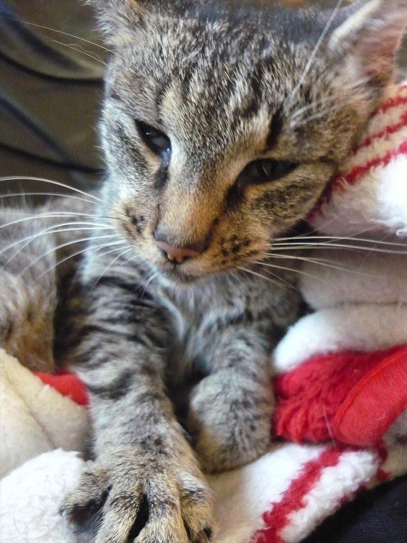 Huskat |Miranda billede 15