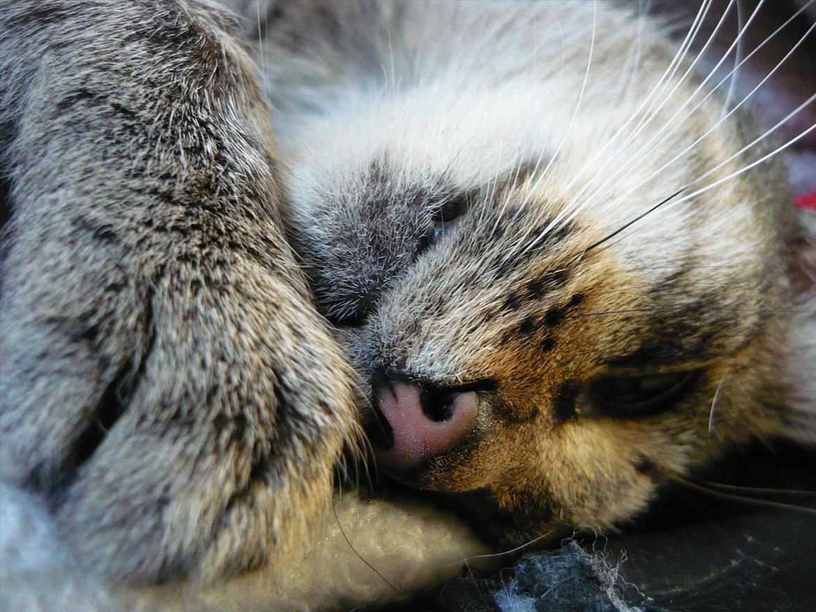 Huskat |Miranda billede 4