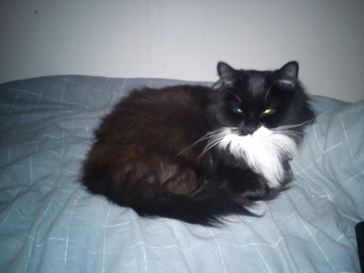 Maine Coon Phoebe billede 19