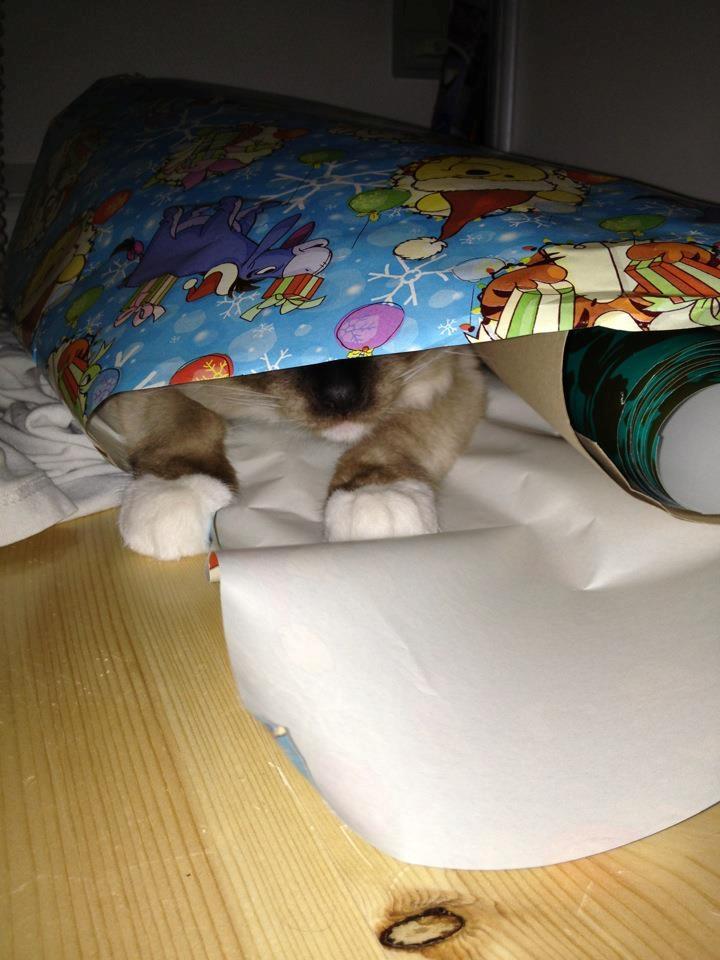 Hellig Birma Leopold - Leopold gemmer sig.
- Februar, 2012 :) billede 10