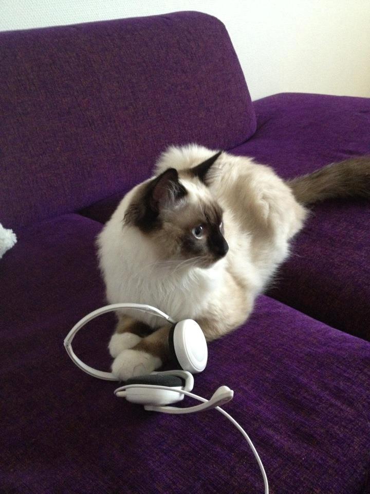 Hellig Birma Leopold - <3
- Februar, 2012.  billede 11