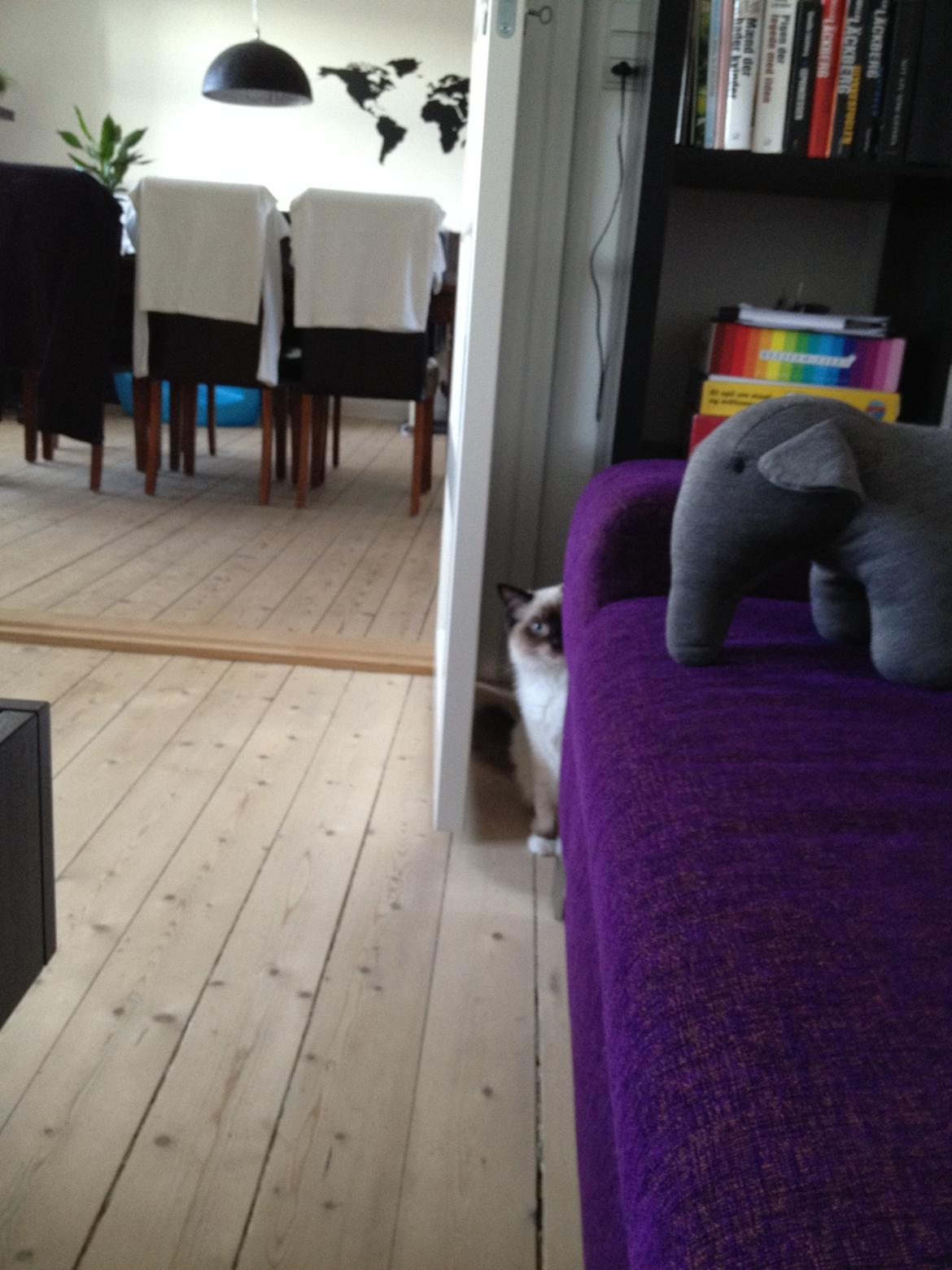 Hellig Birma Leopold - Leopold når han "gemmer" sig :D  billede 12