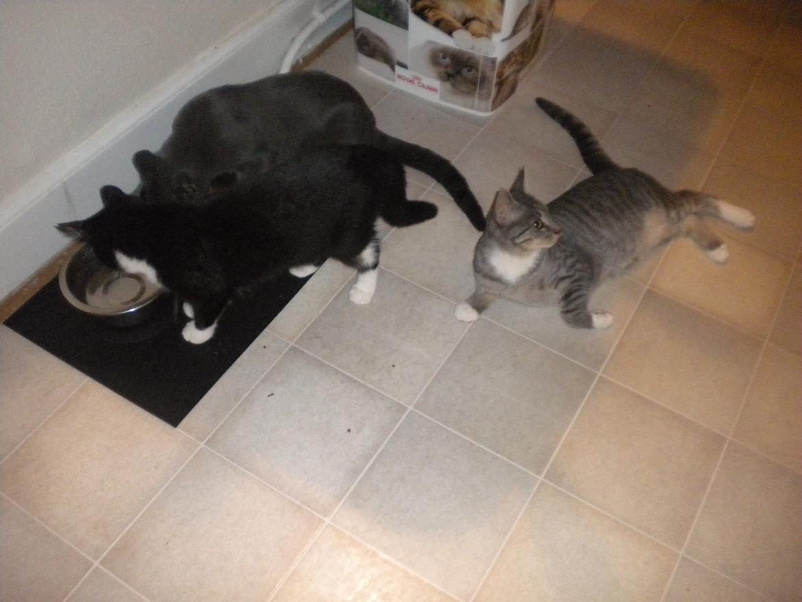 Huskat Anders  billede 16