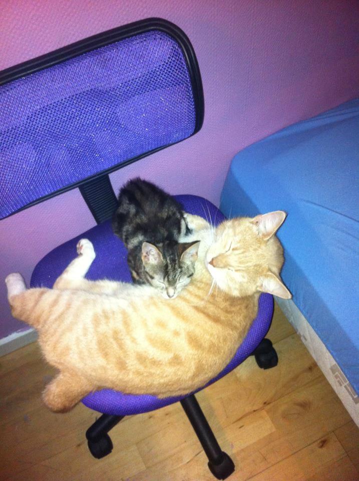 Huskat lille mis billede 8