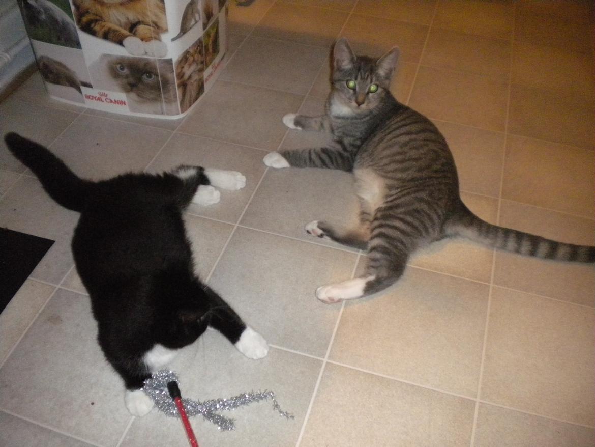 Huskat Karen  billede 14