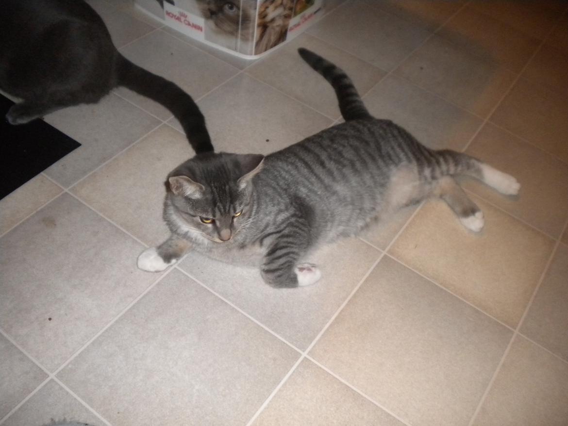 Huskat Karen  billede 15