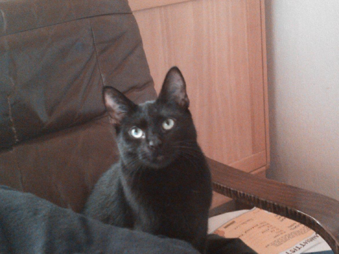 Blanding af racer Lille Fis - Ja her sider hun så billede 3