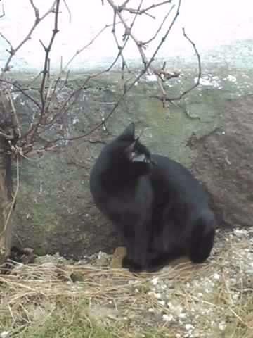 Blanding af racer Lille Fis - Lille Fis undenfor billede 1