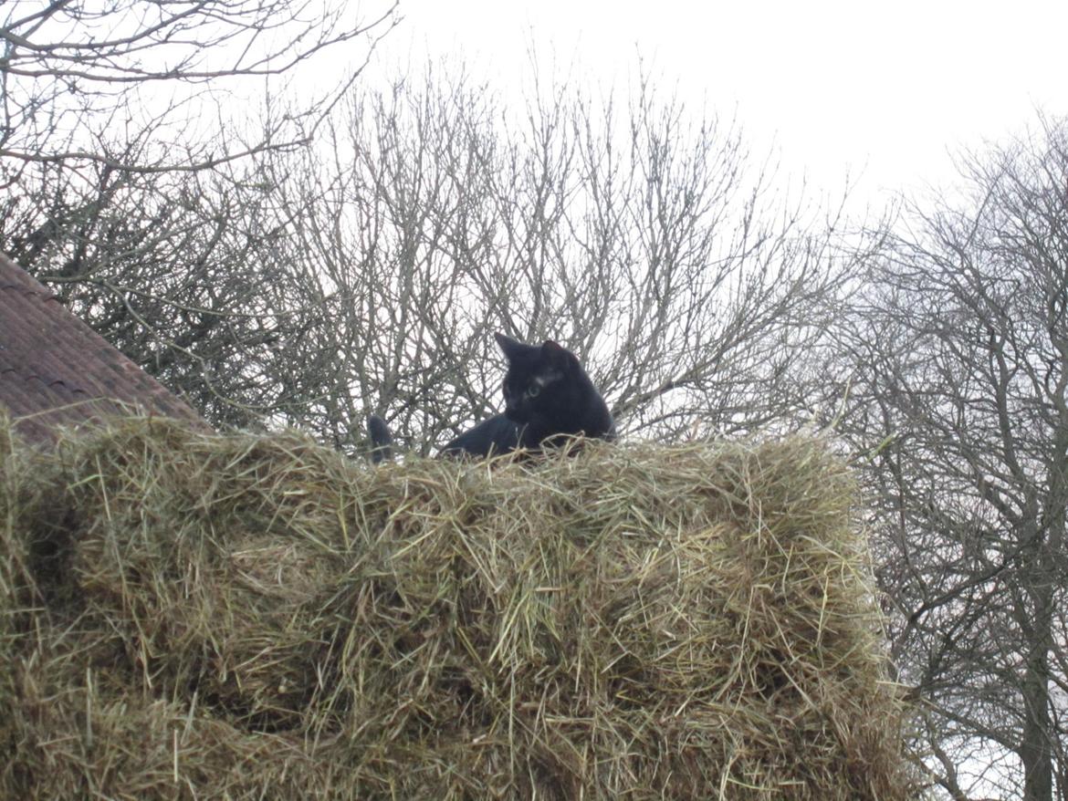 Blanding af racer Lille Fis - Lille Fis oppe på en hø skat billede 2