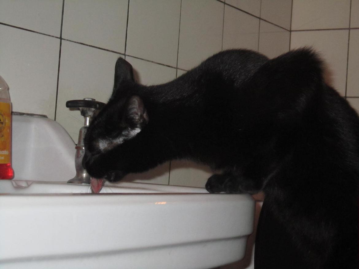 Blanding af racer Lille Fis - Her drikker hun  billede 4