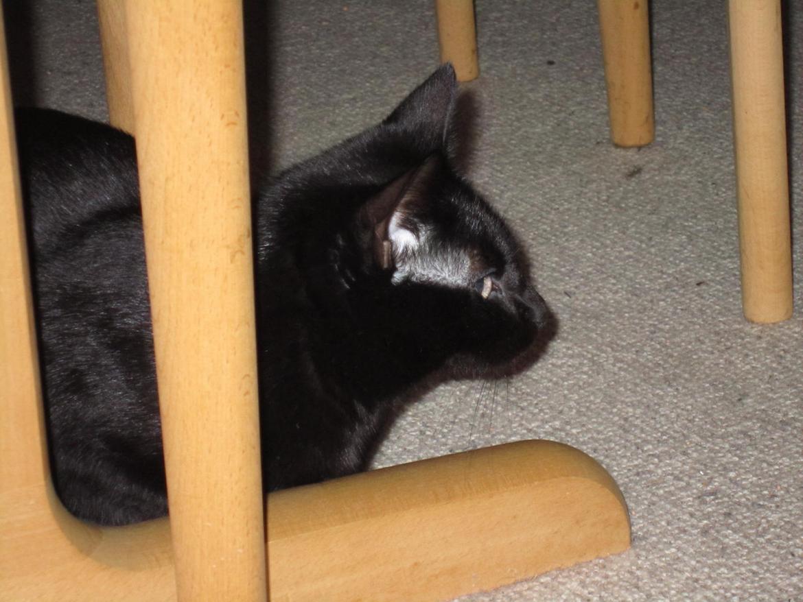 Blanding af racer Lille Fis billede 7