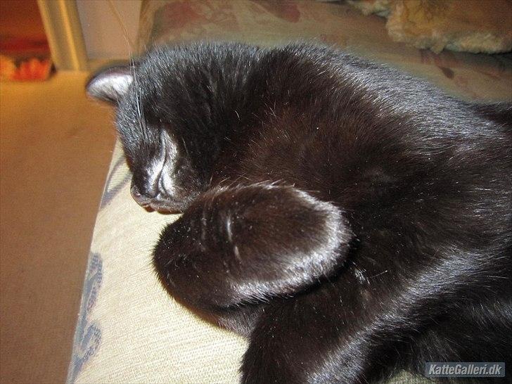 Blanding af racer Lille Fis billede 5