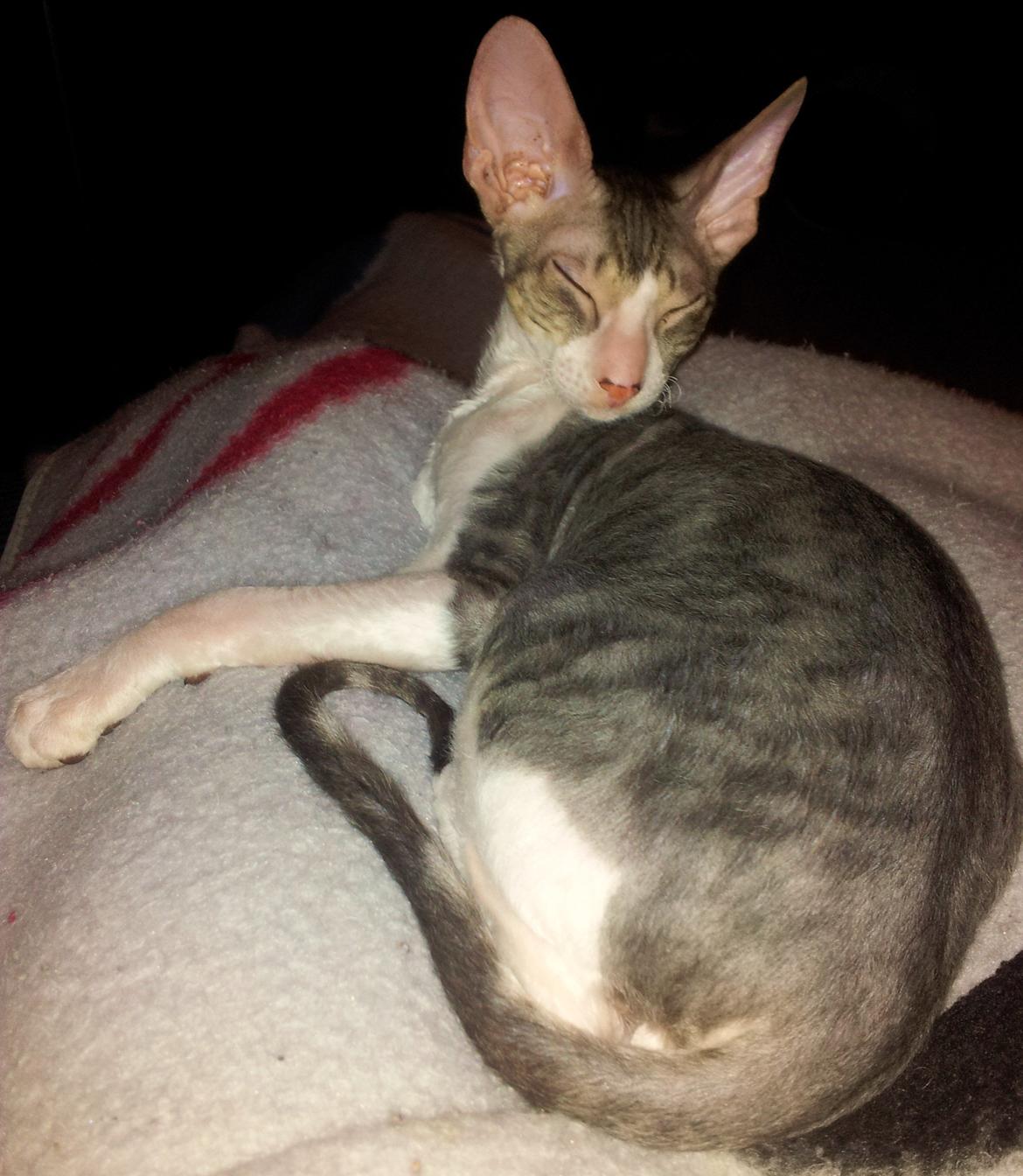 Cornish Rex Yeoman Quinn Quater  billede 1