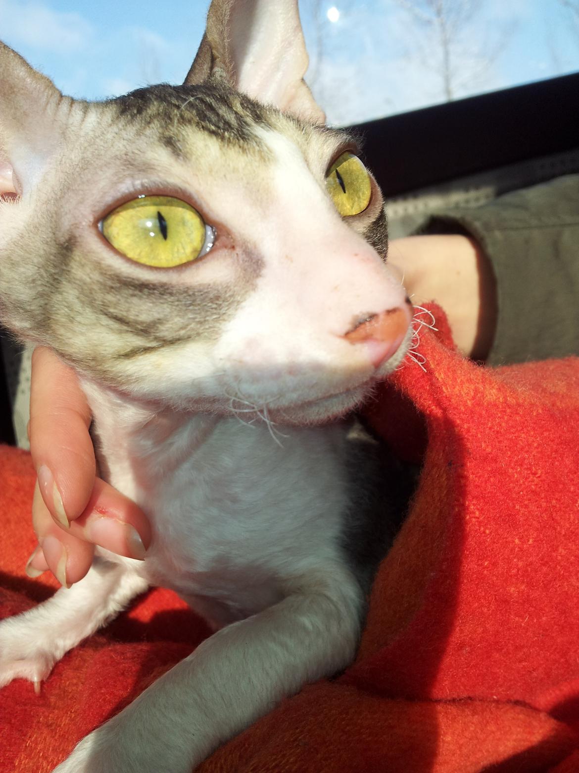 Cornish Rex Yeoman Quinn Quater  billede 2