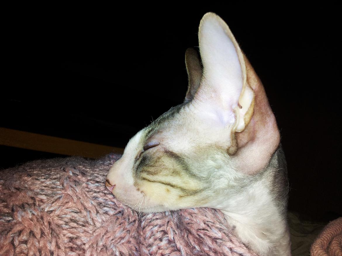 Cornish Rex Yeoman Quinn Quater  billede 3
