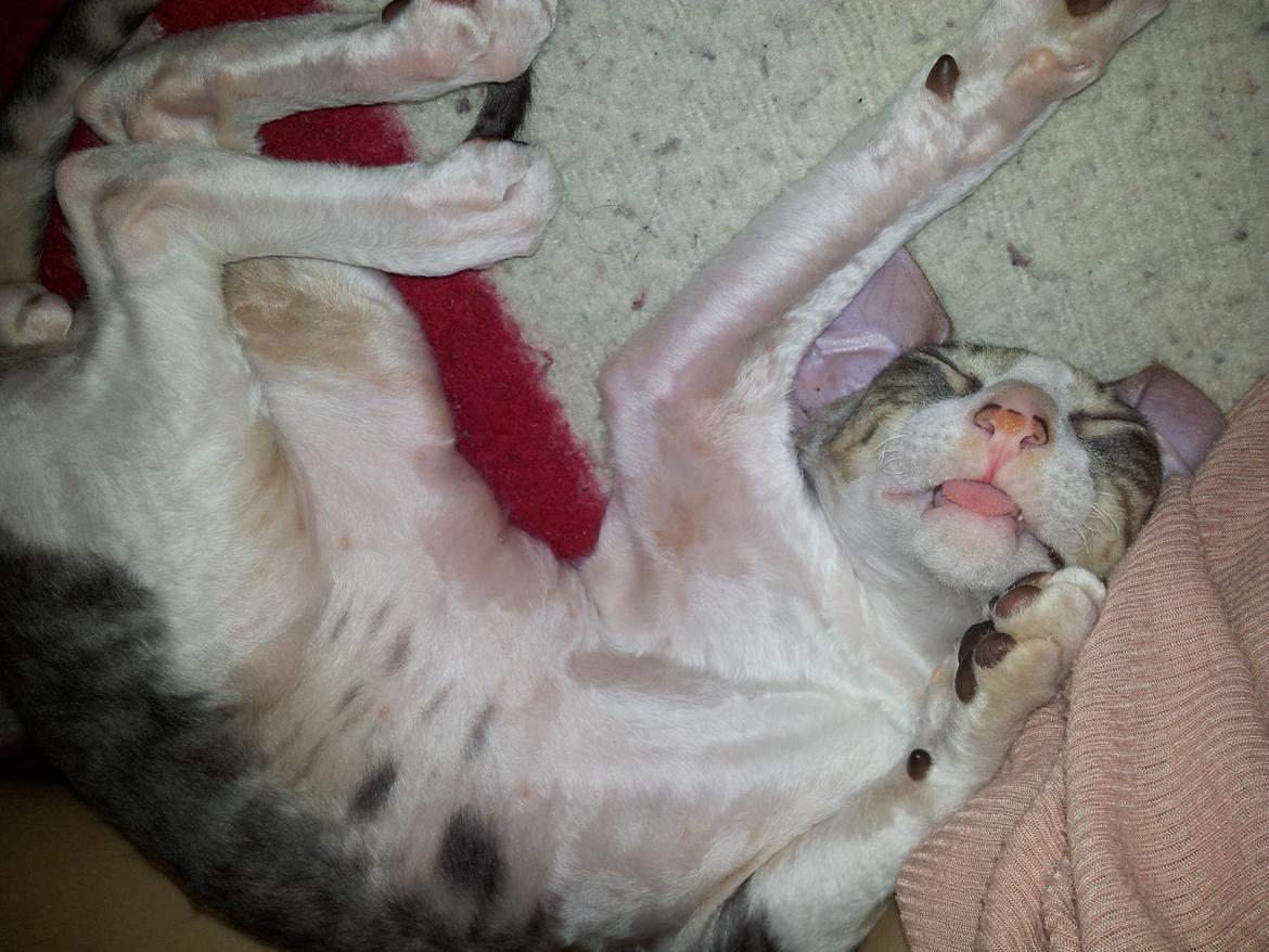 Cornish Rex Yeoman Quinn Quater  billede 4