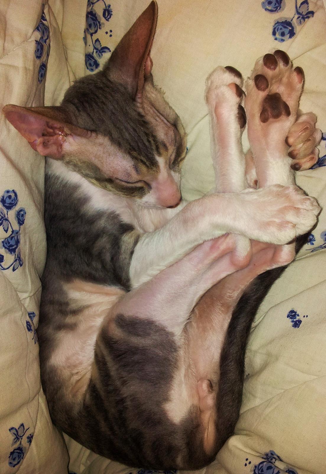 Cornish Rex Yeoman Quinn Quater  billede 5