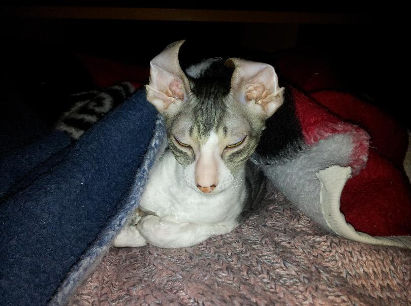 Cornish Rex Yeoman Quinn Quater  billede 6