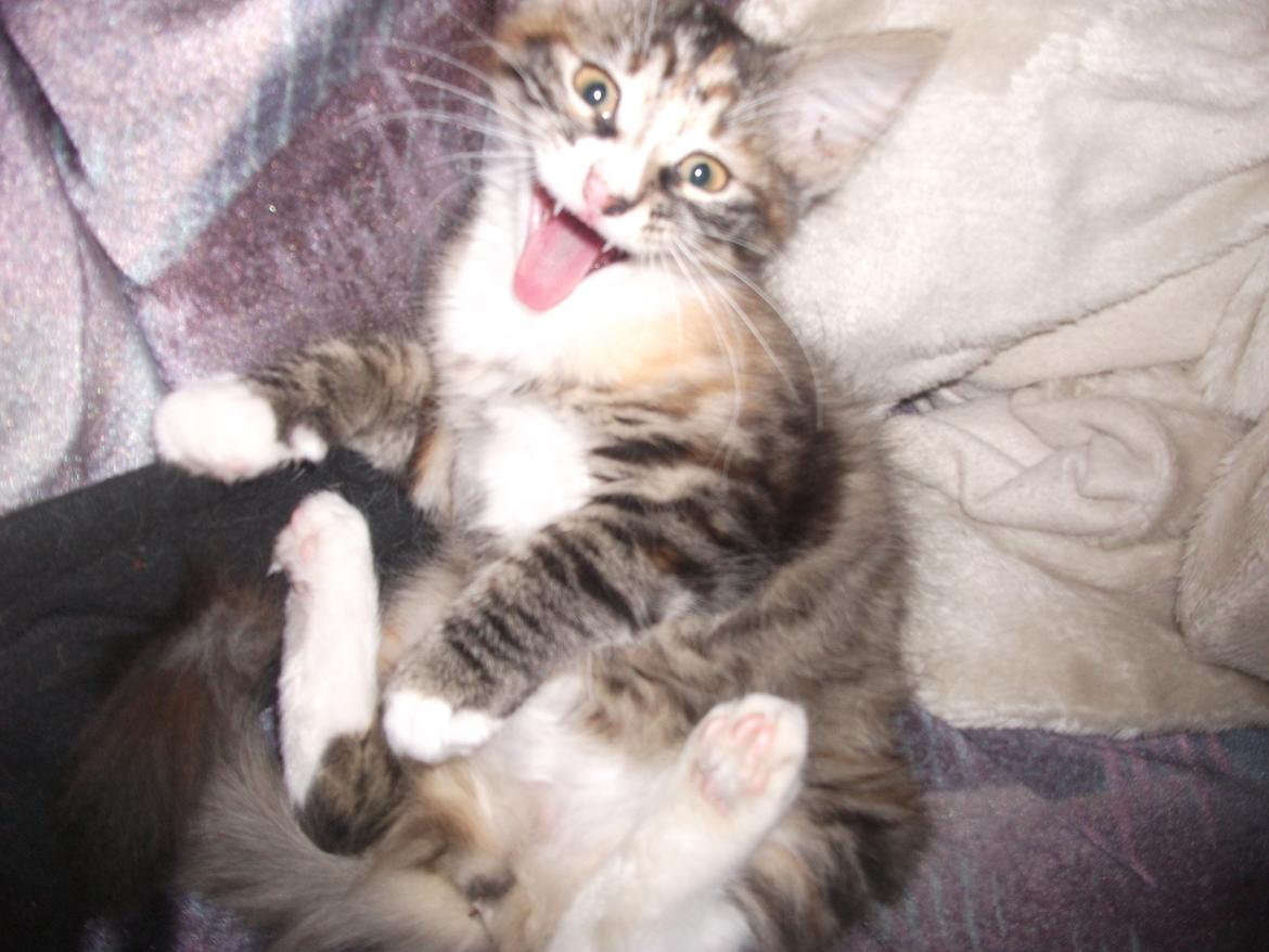 Blanding af racer Bellatrix billede 6