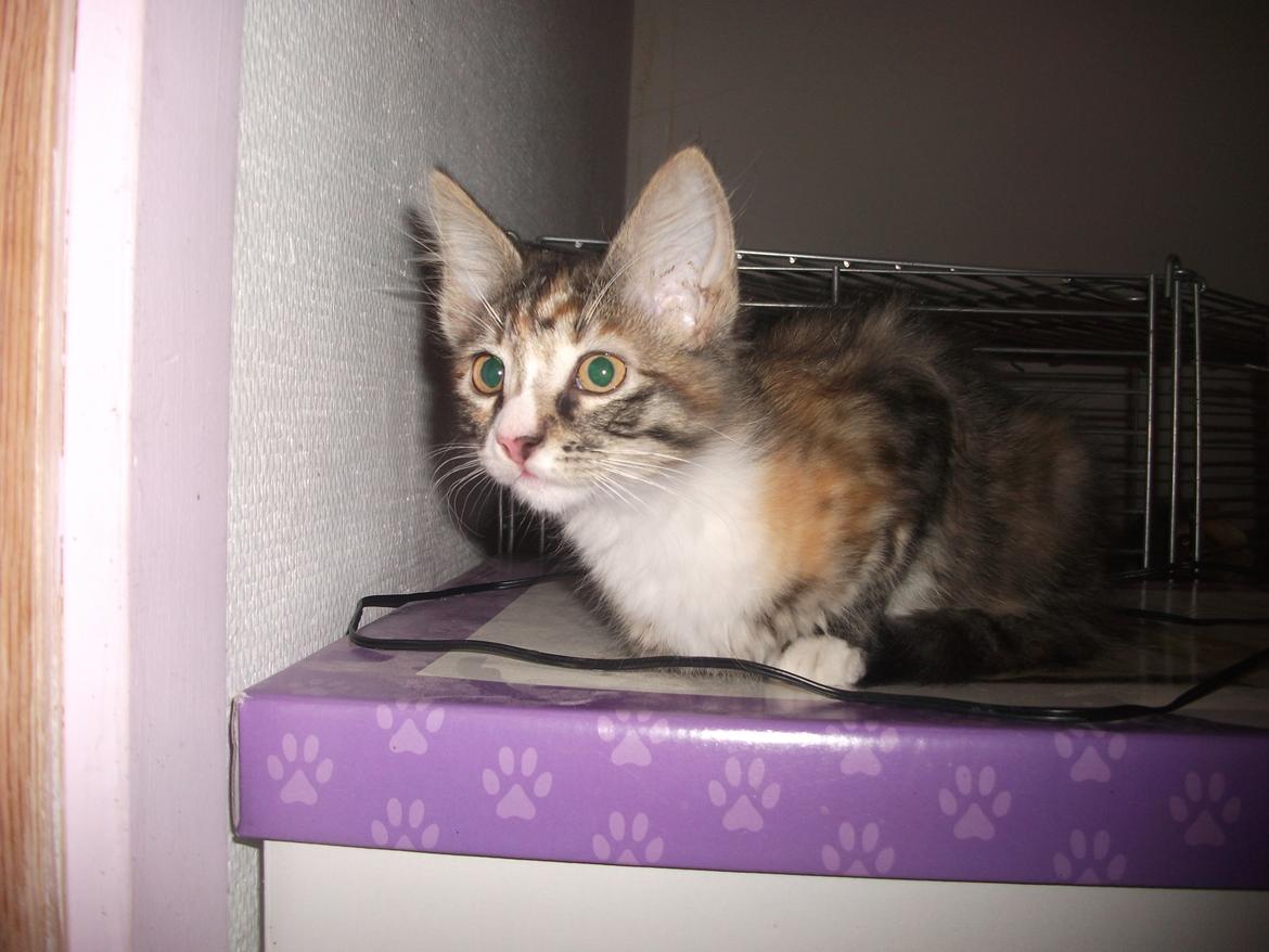 Blanding af racer Bellatrix billede 5