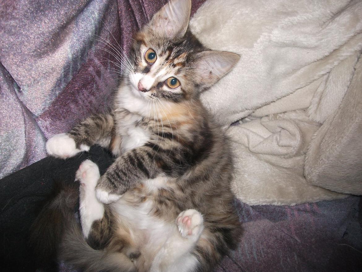 Blanding af racer Bellatrix billede 2