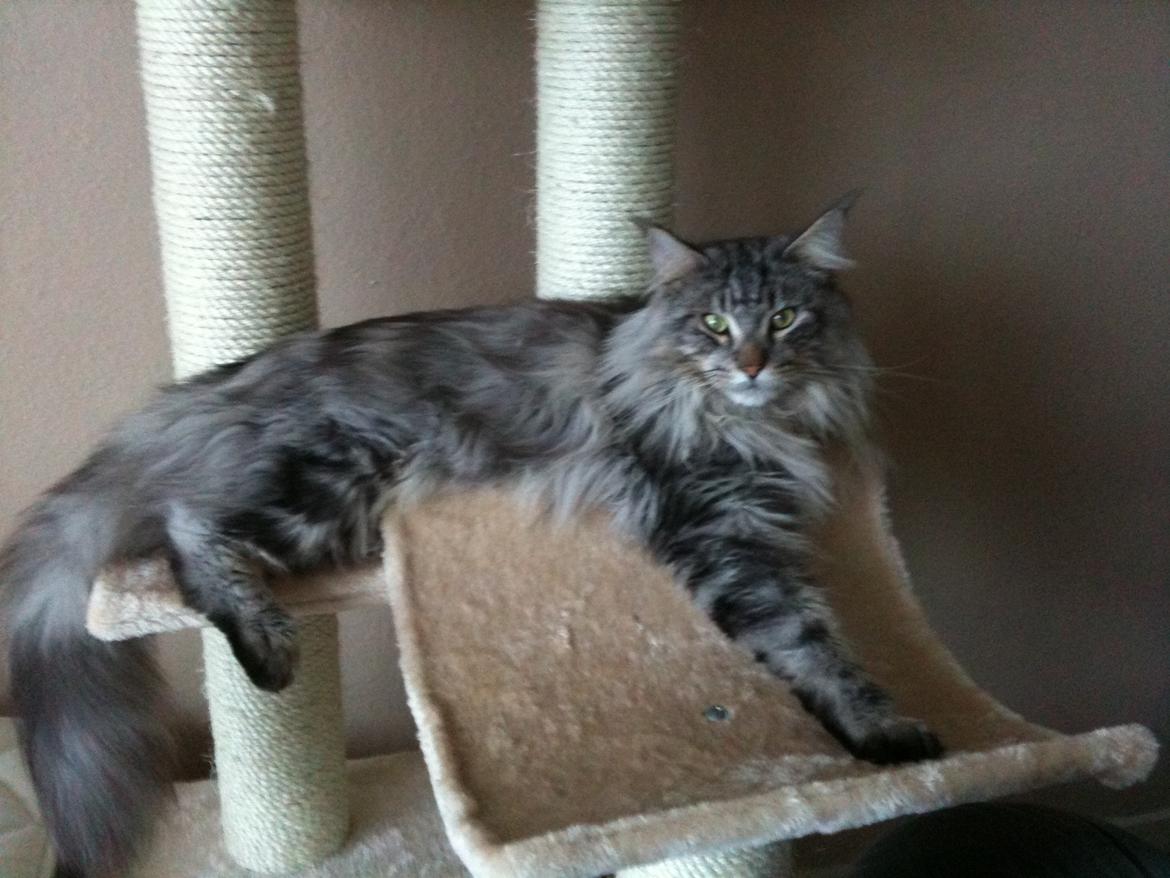 Maine Coon Baba Looey  (Louie) billede 2