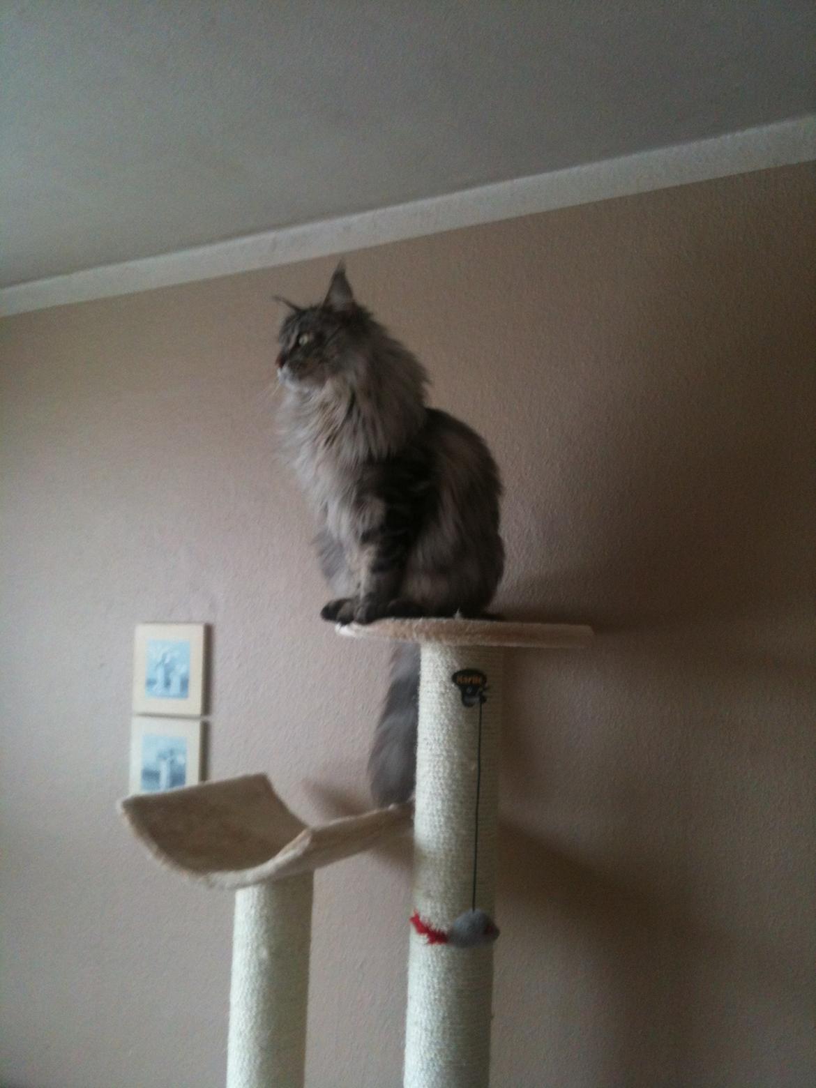 Maine Coon Baba Looey  (Louie) billede 16