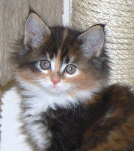 Maine Coon Mille  - Ja jeg er fotogen billede 2