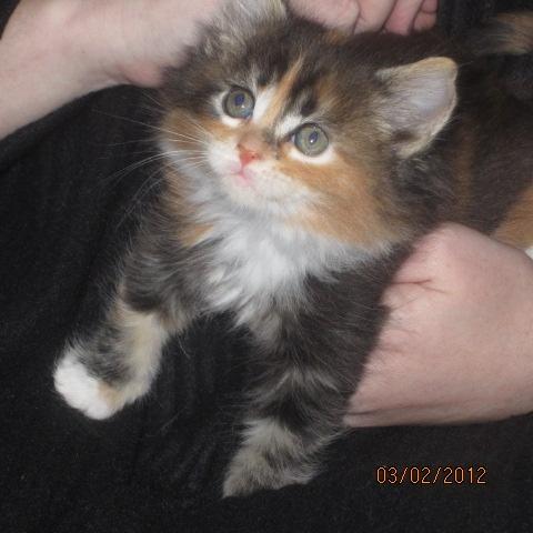 Maine Coon Mille  - Kuk kuk der ude billede 3