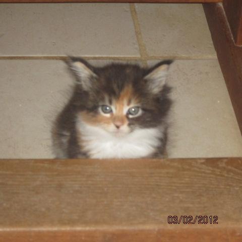 Maine Coon Mille  - der er godt nok  langt op på den der bjælke... billede 4