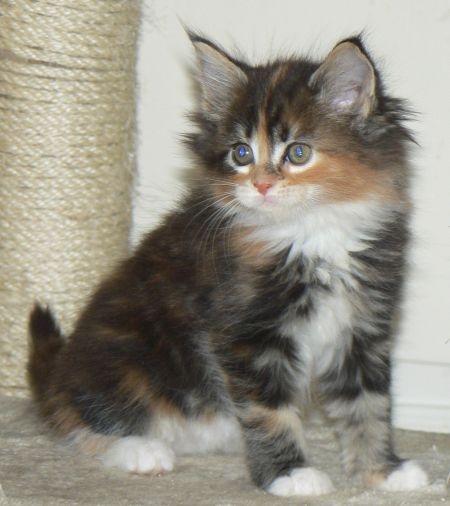 Maine Coon Mille  - sidder her og nyder livet billede 5