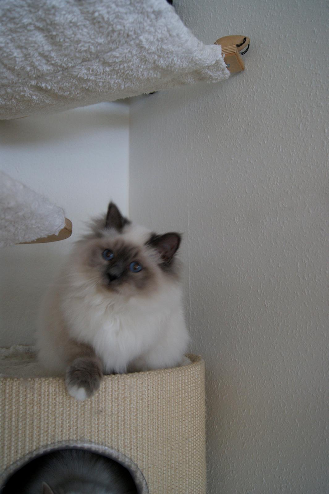 Hellig Birma Nuance´s Killing me softly (Luna) billede 1