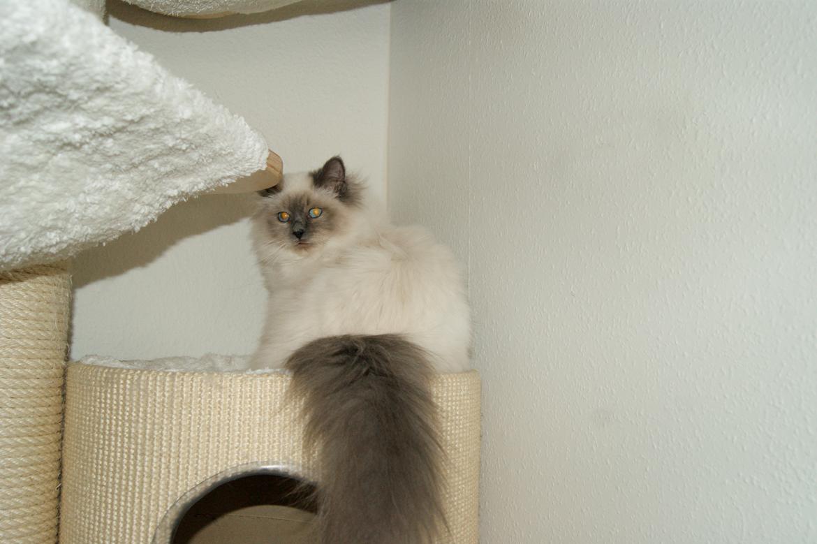 Hellig Birma Nuance´s Killing me softly (Luna) billede 3