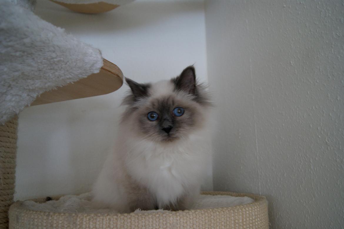 Hellig Birma Nuance´s Killing me softly (Luna) billede 4