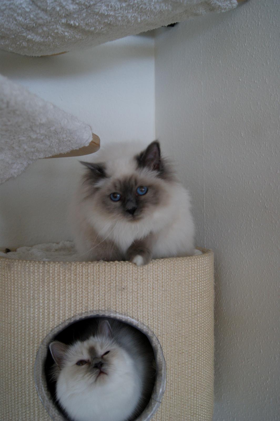 Hellig Birma Nuance´s Killing me softly (Luna) billede 6