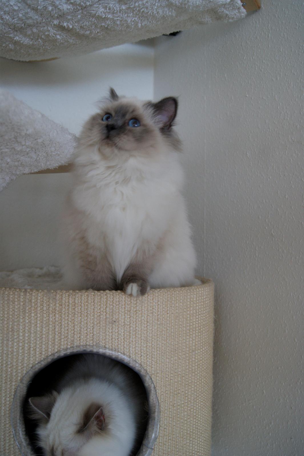 Hellig Birma Nuance´s Killing me softly (Luna) billede 7