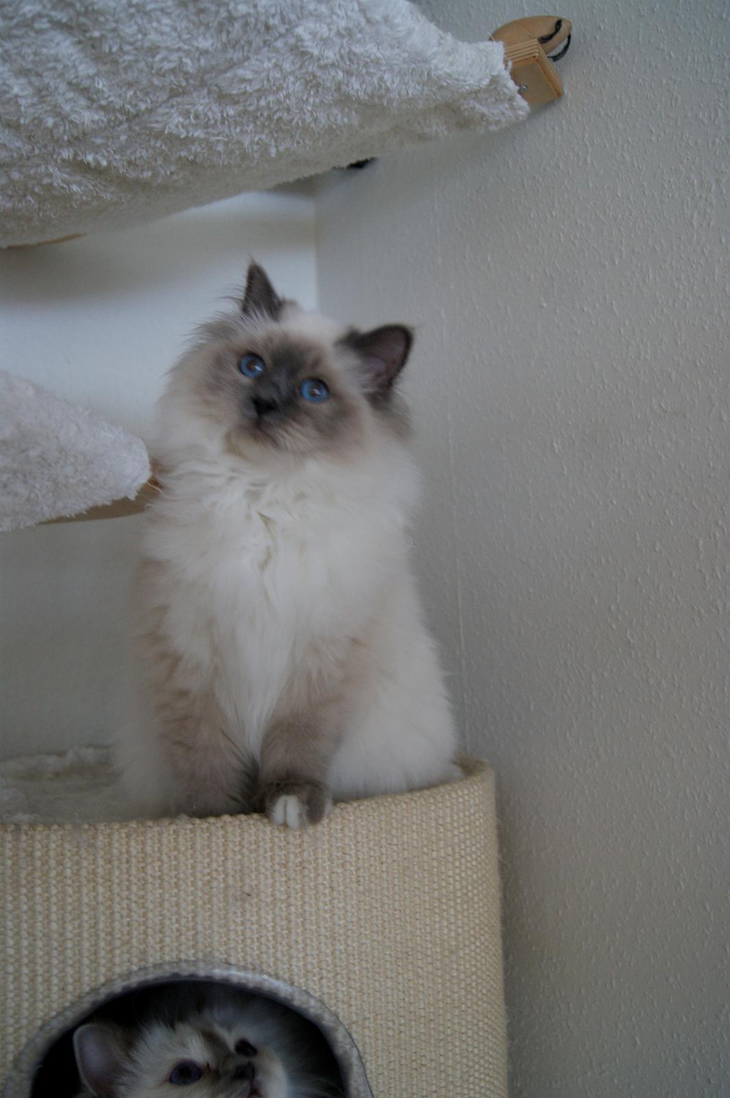 Hellig Birma Nuance´s Killing me softly (Luna) billede 8