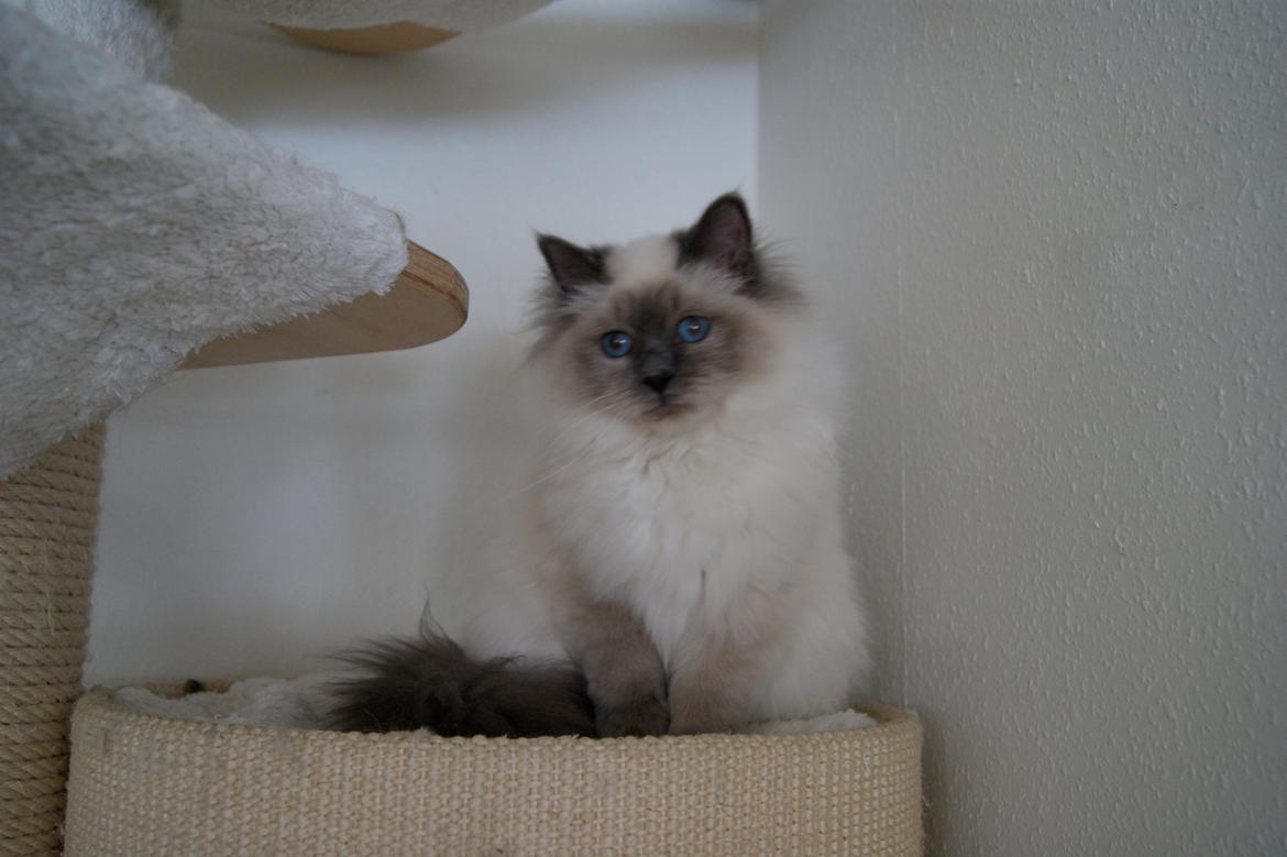 Hellig Birma Nuance´s Killing me softly (Luna) billede 9