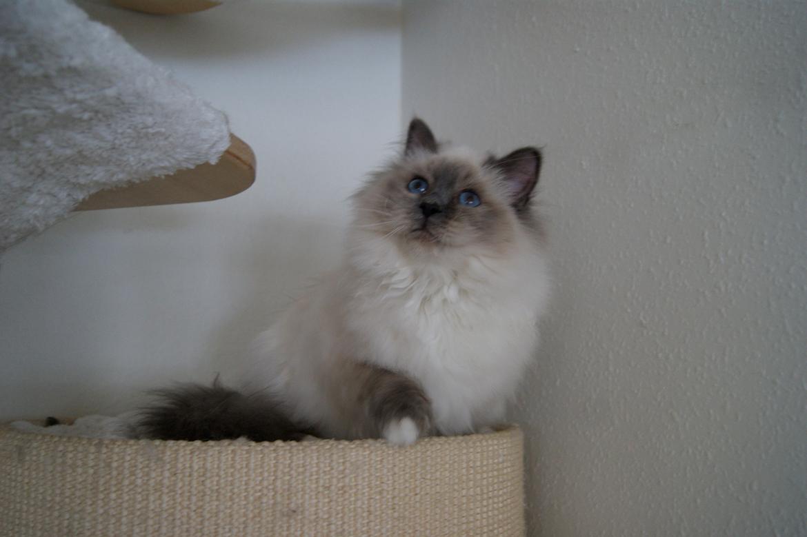 Hellig Birma Nuance´s Killing me softly (Luna) billede 10