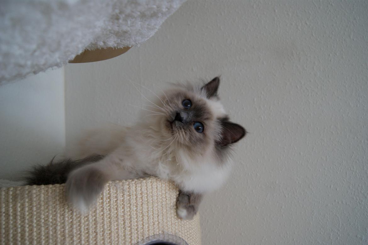 Hellig Birma Nuance´s Killing me softly (Luna) billede 11